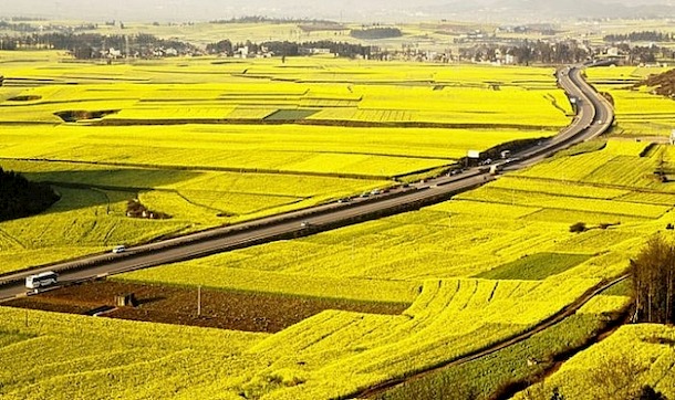 Hướng dẫn vay thế chấp đất nông nghiệp chi tiết nhất 1 Đất nông nghiệp là gì?