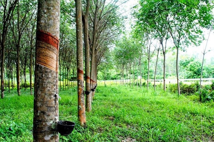 Đất trồng cây lâu năm lên thổ cư: Tất tần tật các thông tin liên quan 5 Đất trồng cây lâu năm lên thổ cư: Tất tần tật các thông tin liên quan