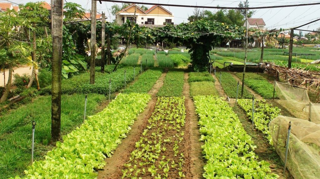 Chuyển đổi đất nông nghiệp sang đất thổ cư 2 Hướng dẫn chuyển đổi đất nông nghiệp sang thổ cư